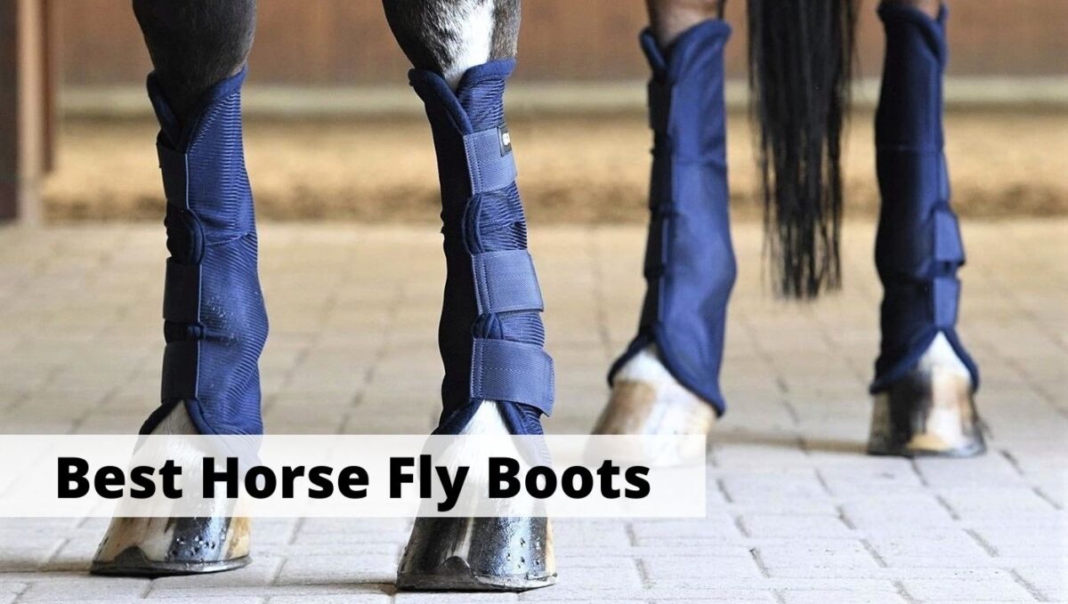 6 Best Fly Boots for Horses Pets Health News Everyday
