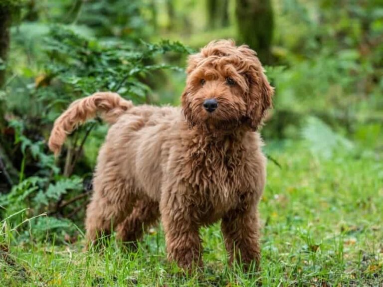 Tips On How To Train A Cockapoo Vet Approved Advice Pets Health